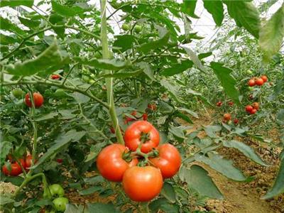 种植户张大哥番茄种植园